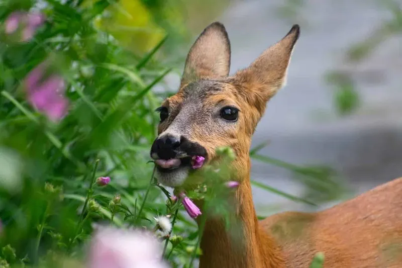Deer Damage