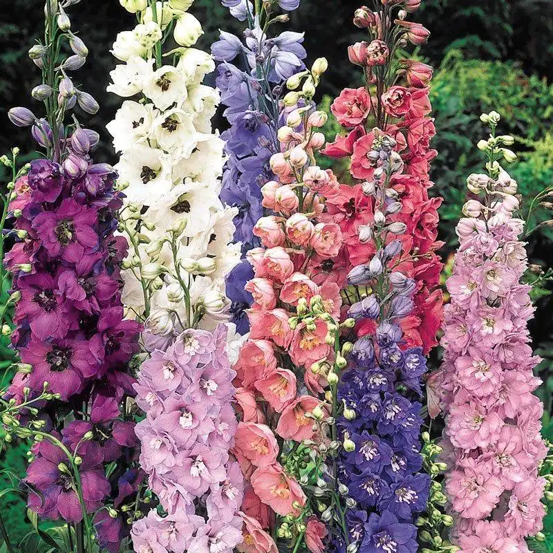 Delphinium