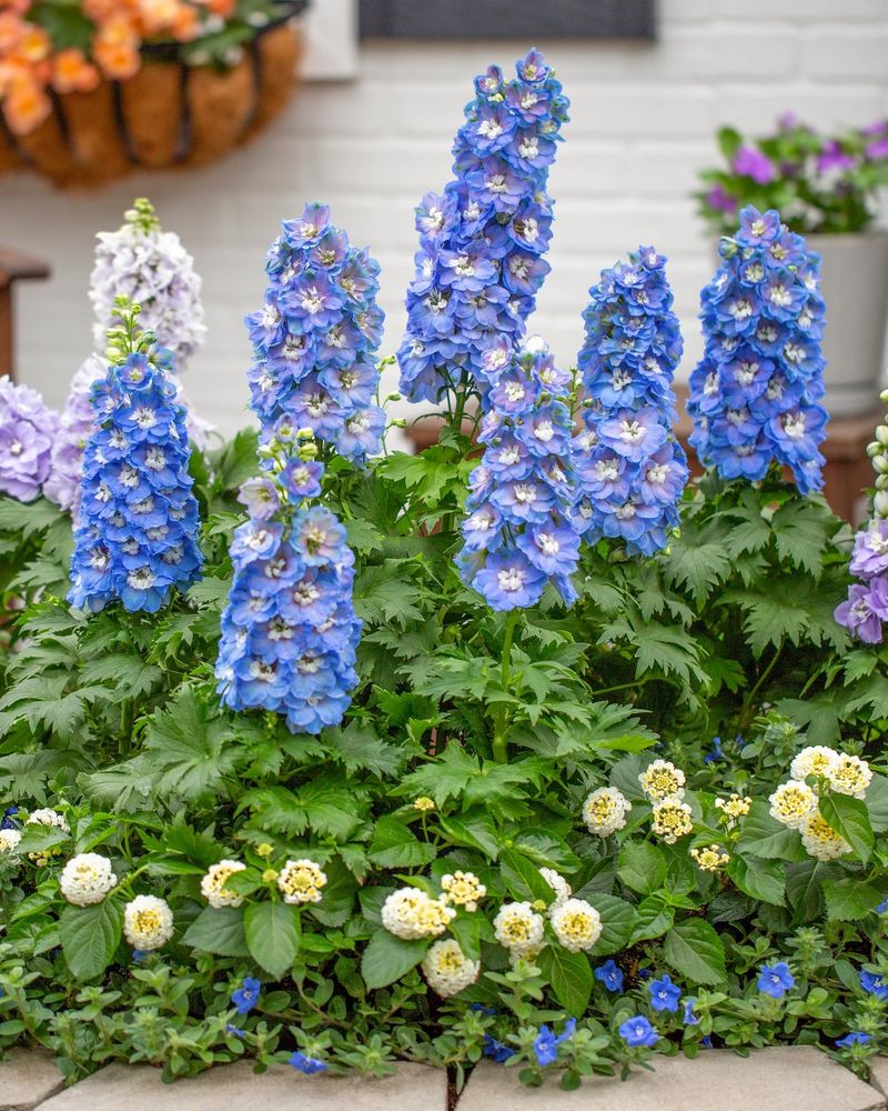 Delphinium
