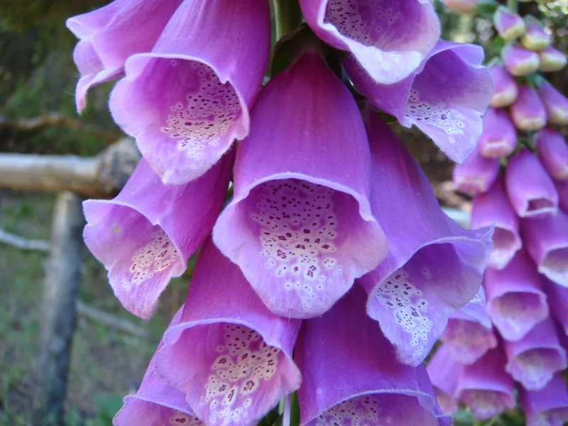 Hanging Hyacinth