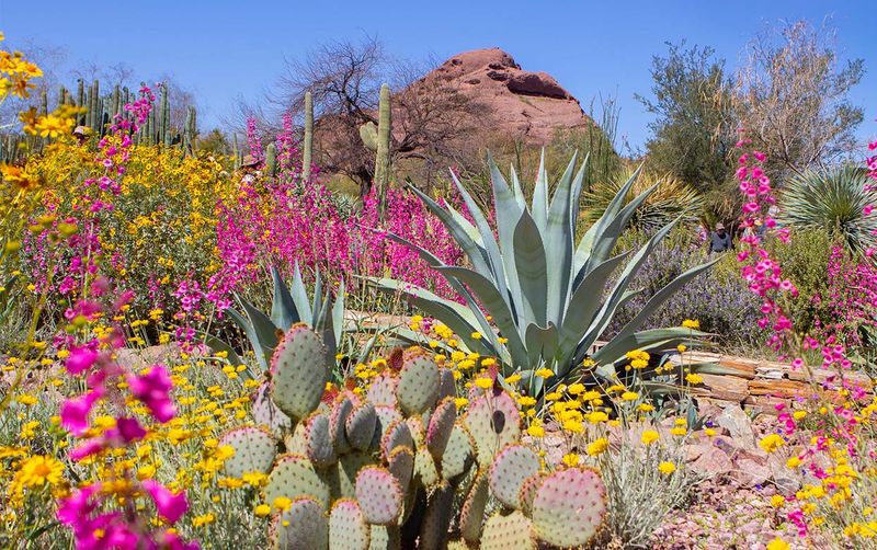 Desert Botanical Garden's Cactus Collection