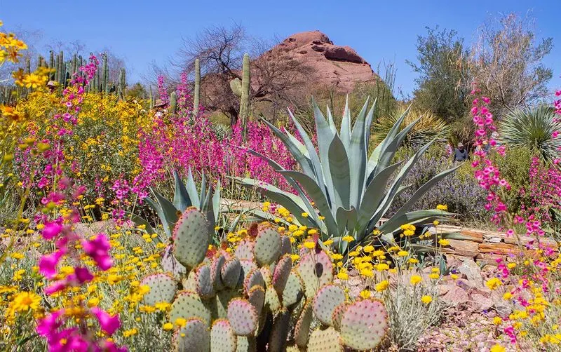 Desert Botanical Garden's Cactus Collection