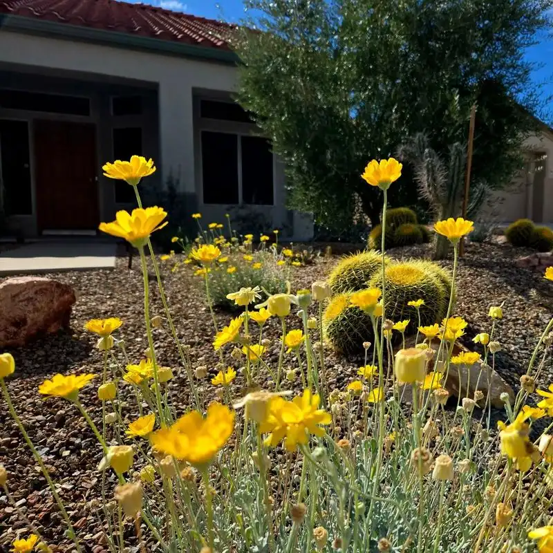 Desert Marigold