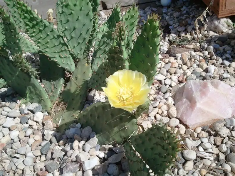Prickly Pear Cactus