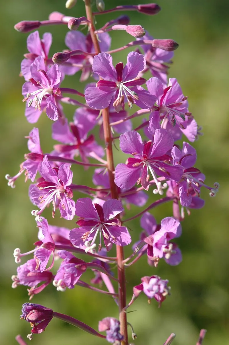 Fireweed