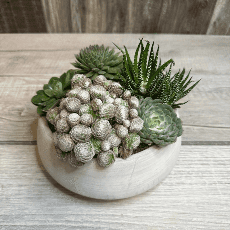 Desert Oasis Bowl