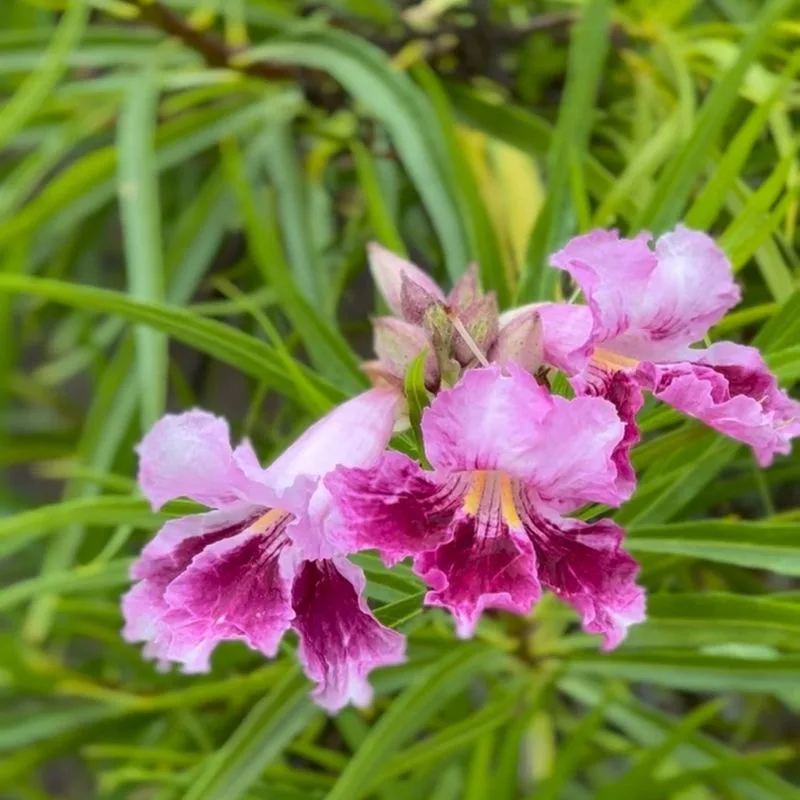 Desert Willow