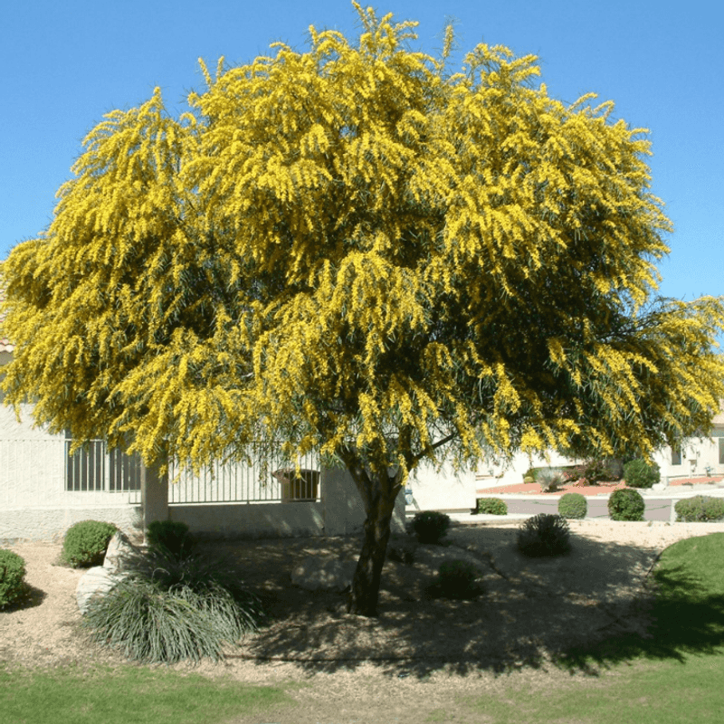 Acacia Tree