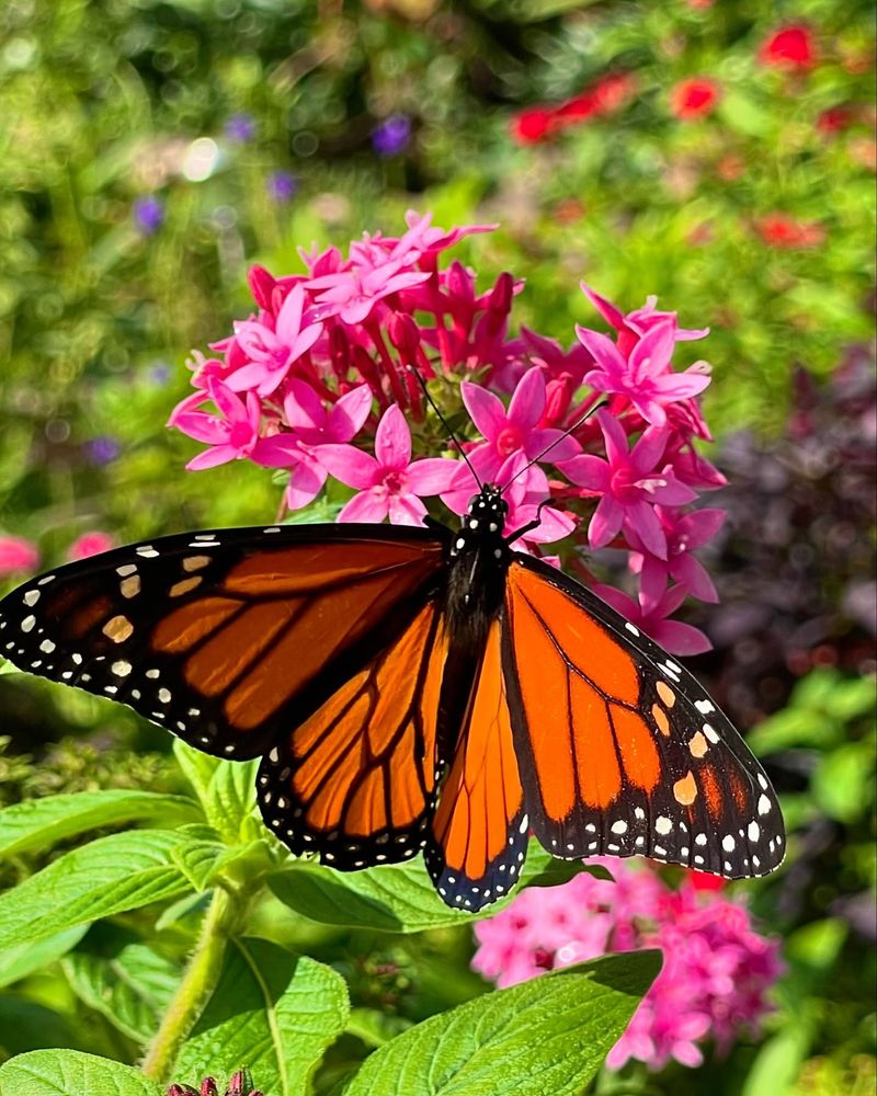 Design a Butterfly Garden
