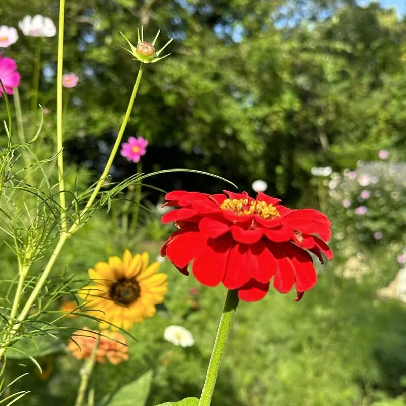 Designate a Wildflower Patch