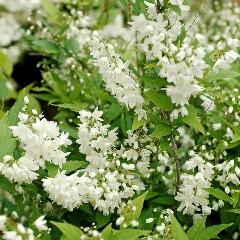 Deutzia