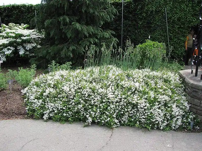 Deutzia
