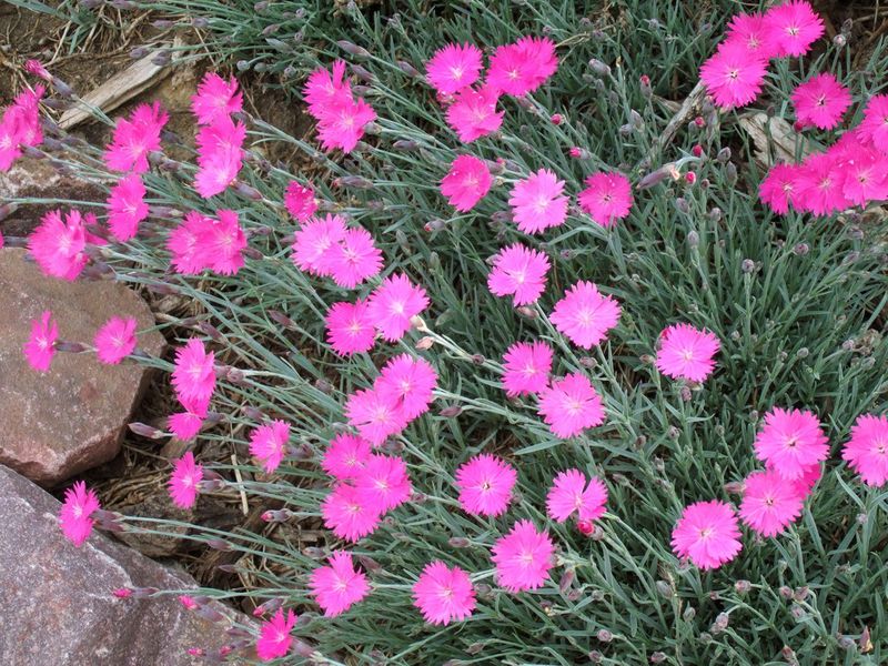 Dianthus