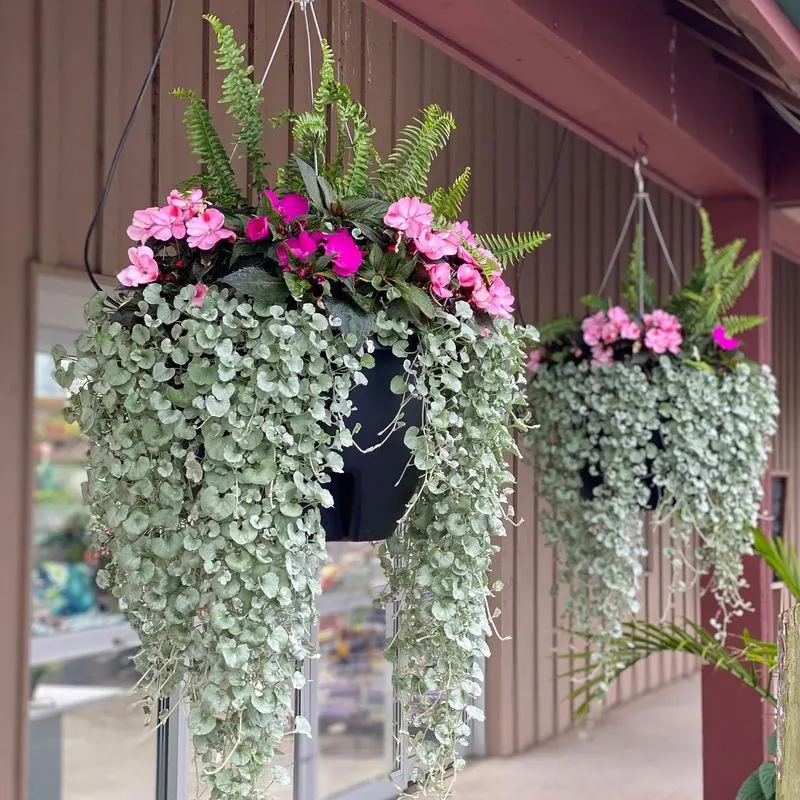 Dichondra 'Silver Falls'
