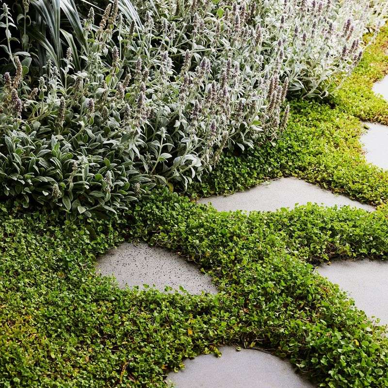Dichondra