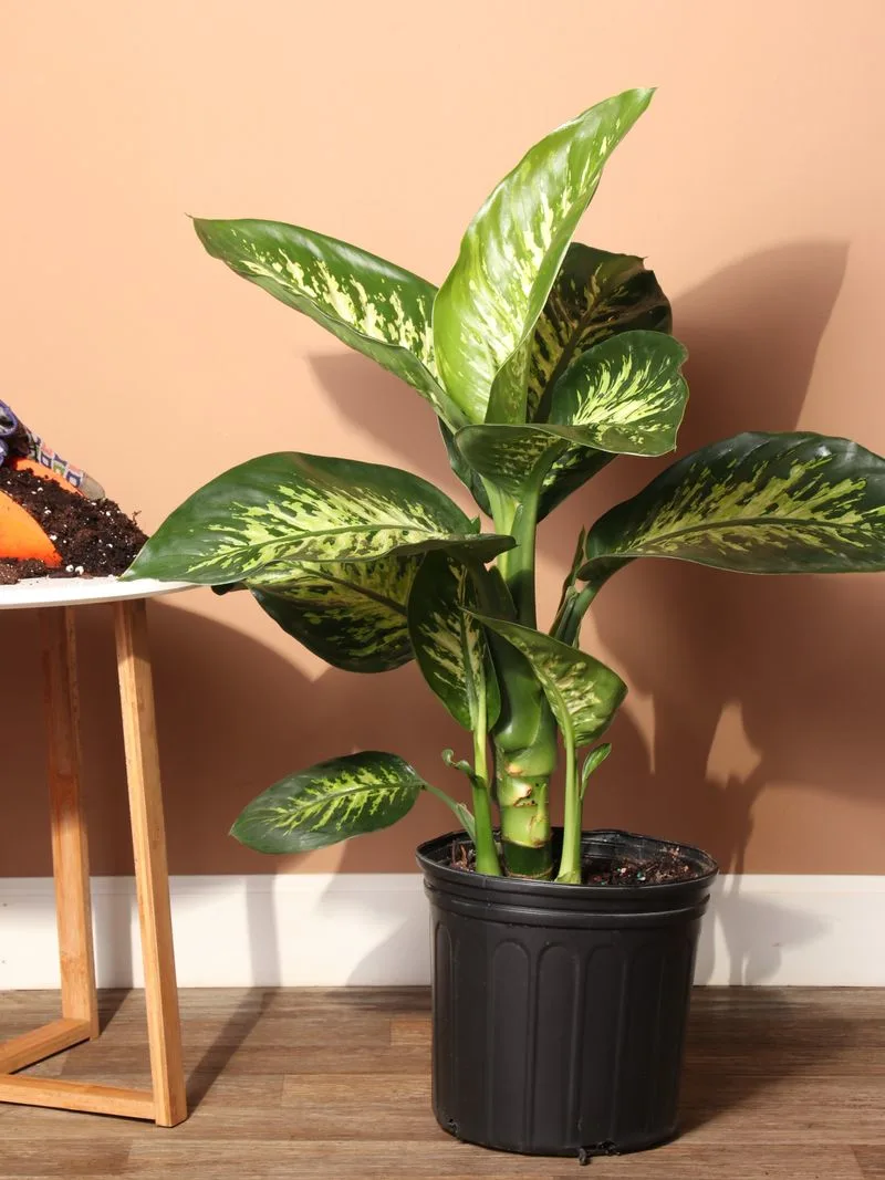 Dieffenbachia