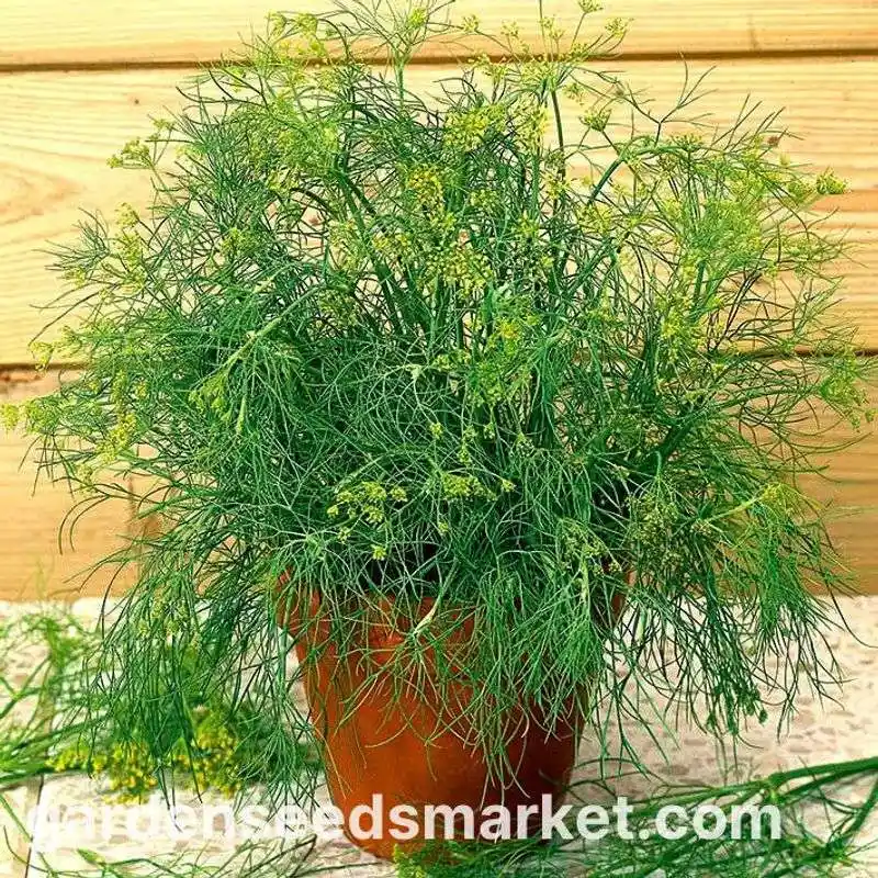 Dill