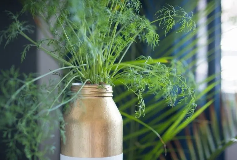 Dill