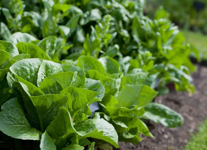 Dill and Lettuce