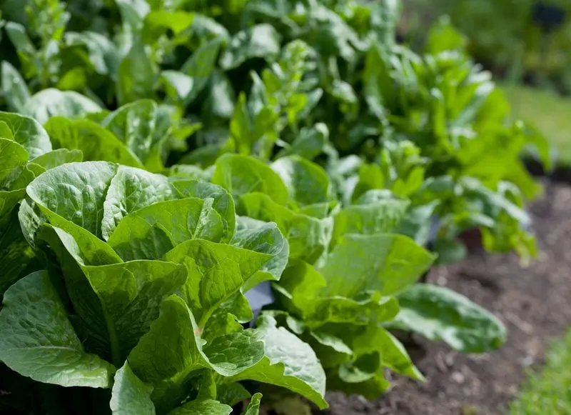 Dill and Lettuce