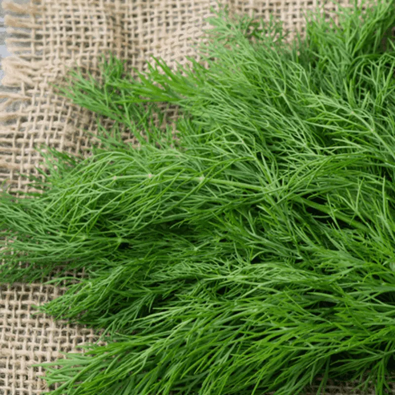 Dill