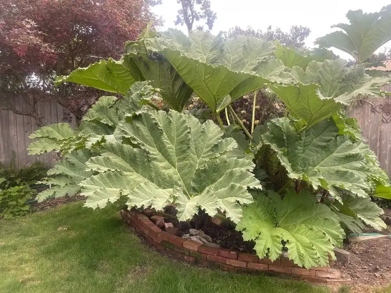 Dinosaur Plant