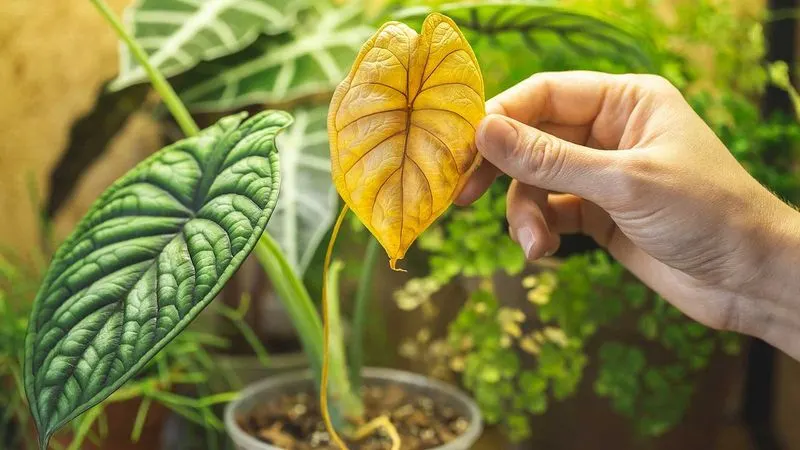 Discolored Leaves