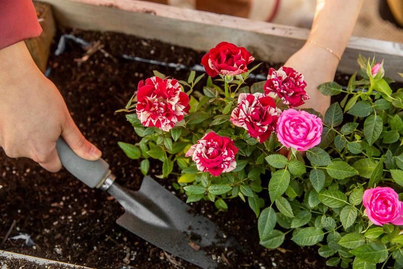 Soil Quality Improvement