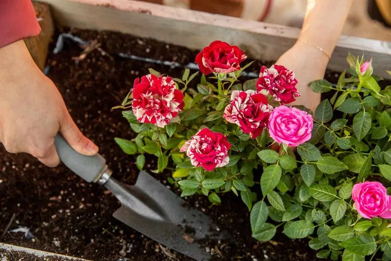 Soil Quality Improvement