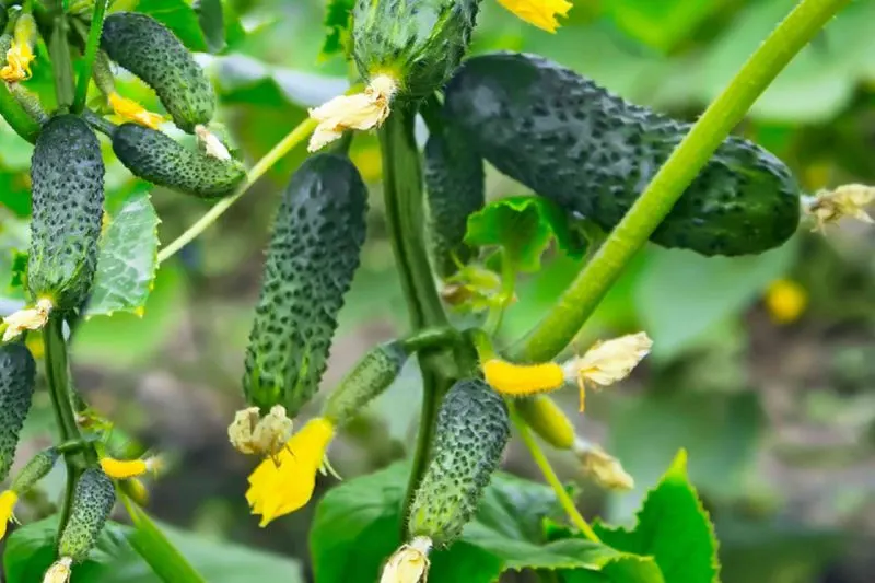 Disregarding Companion Planting