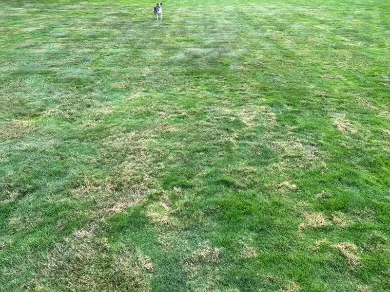 Misunderstanding Grass Types