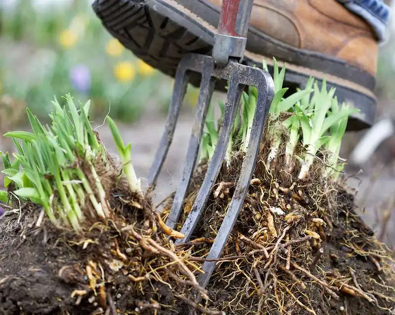 Divide Overgrown Perennials