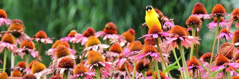 Supporting Wildlife