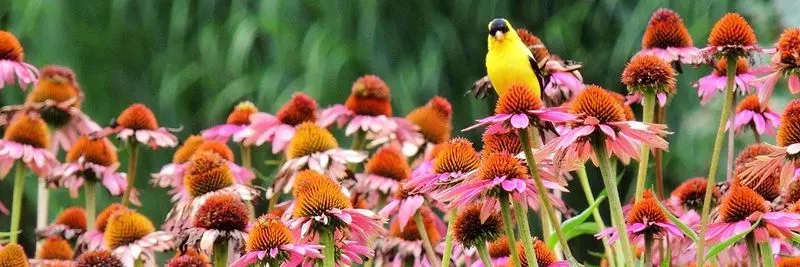 Supporting Wildlife