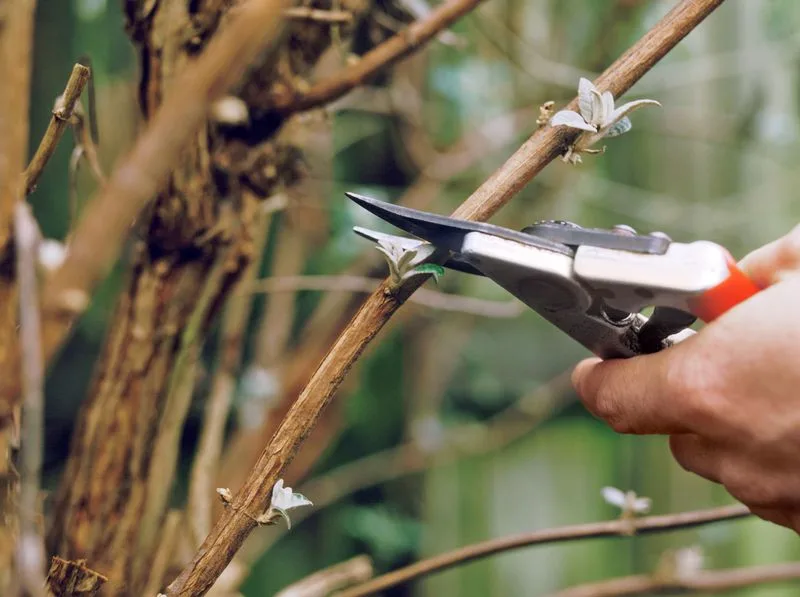 Prune Spring-Blooming Shrubs