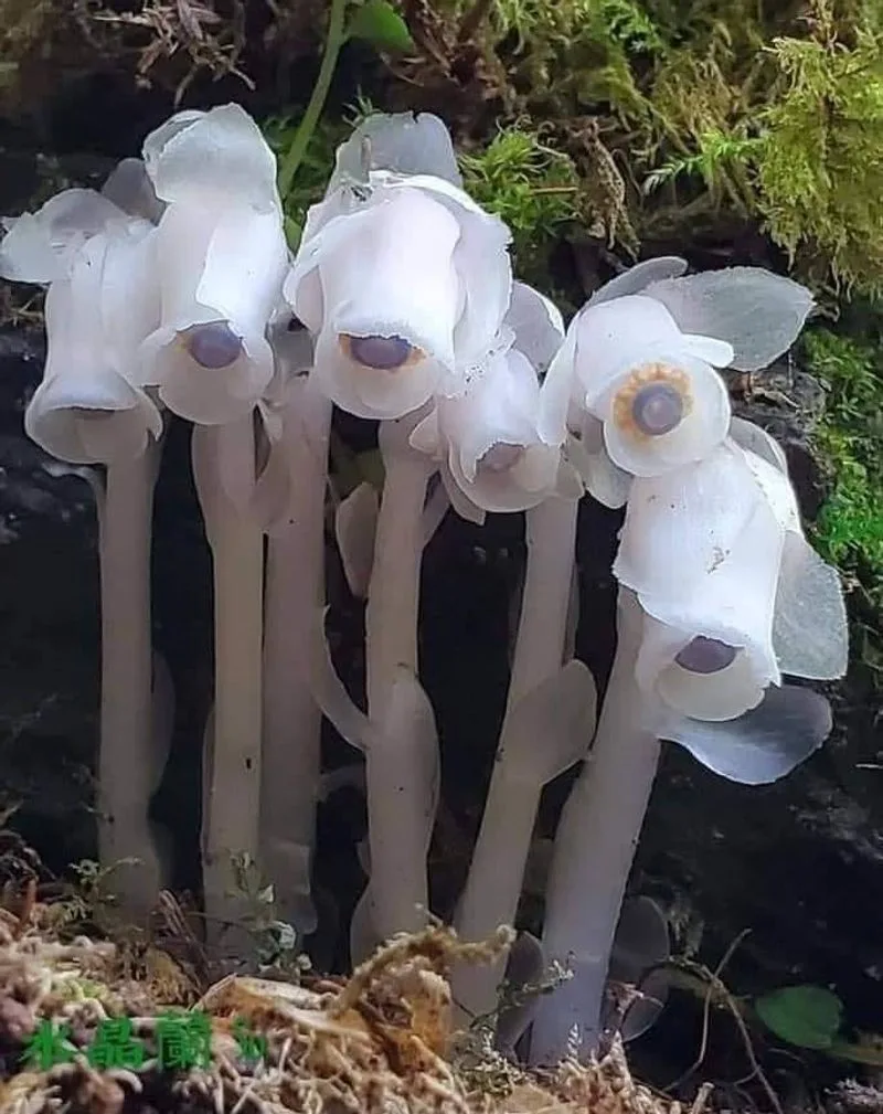 Indian Pipe