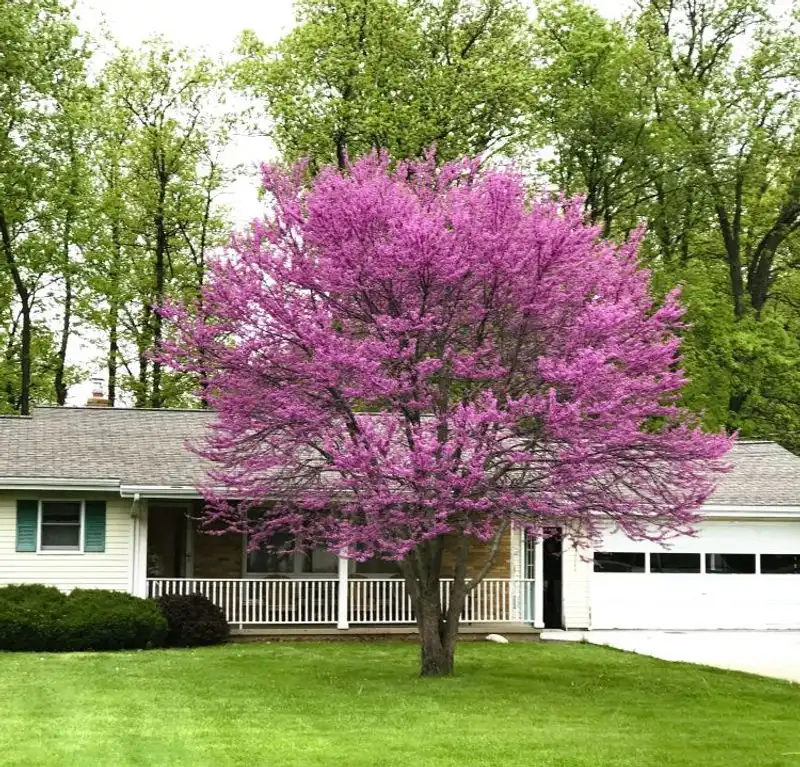 Redbud