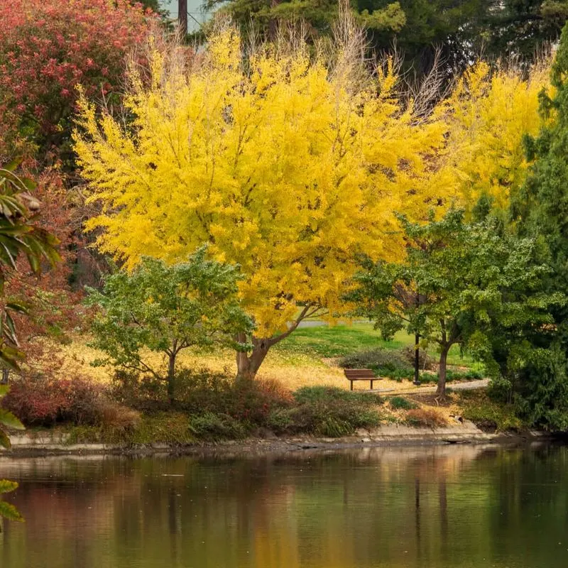 Ginkgo Biloba