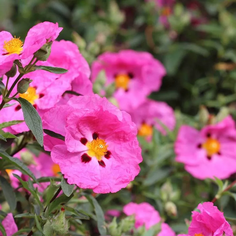 Cistaceae (Rockrose)