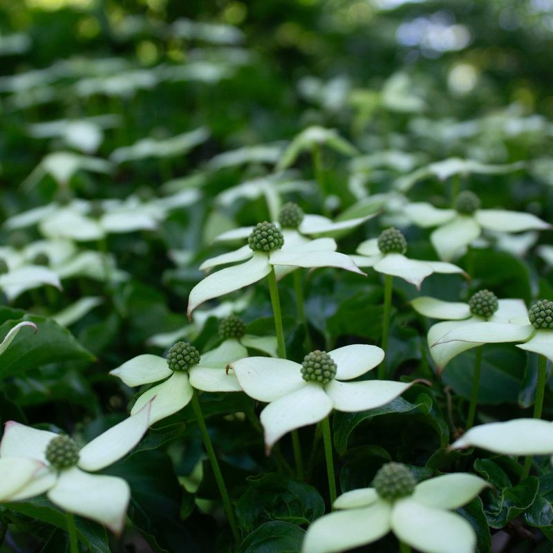 Dogwood