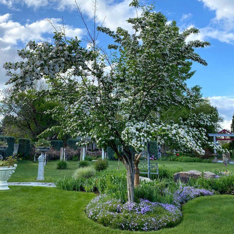 Hawthorn