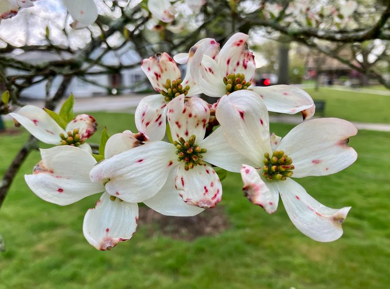 Dogwood Tree