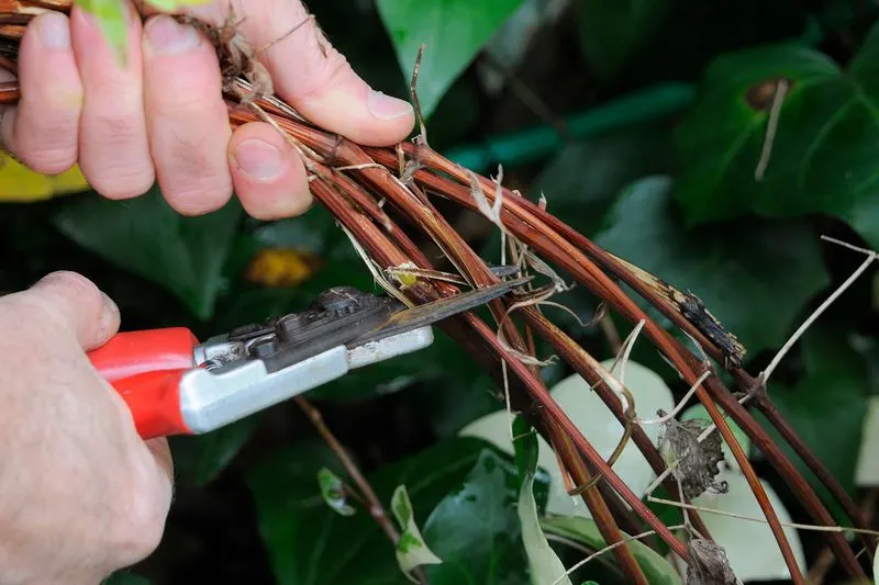 Don't Cut Back Clematis