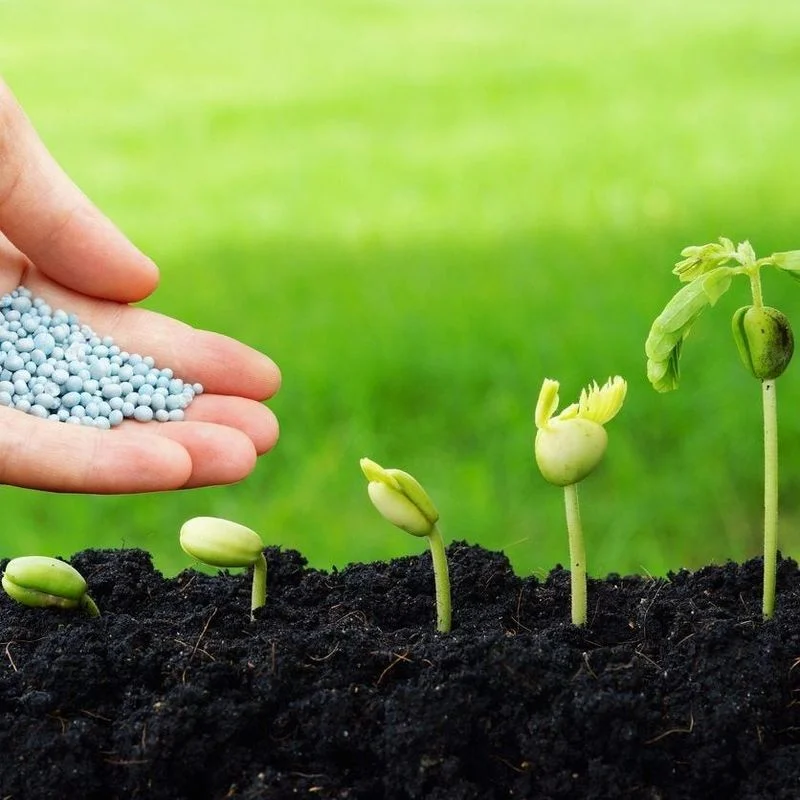 Skip Fertilizing Newly Planted Seeds