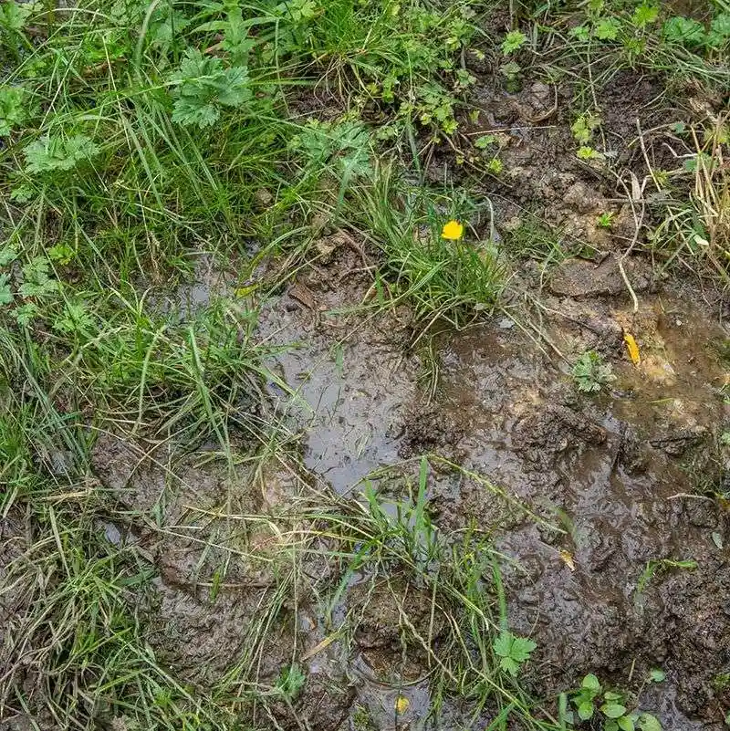 Avoid Planting in Wet Soil