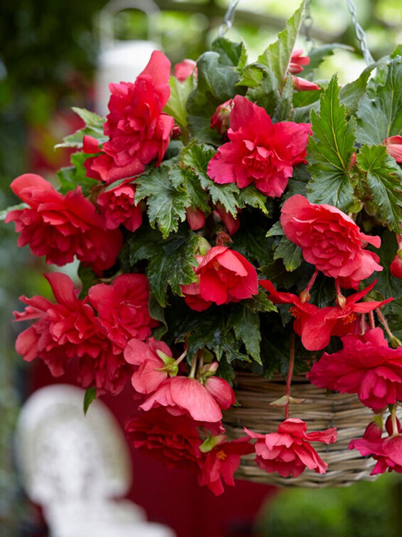 Trailing Begonia