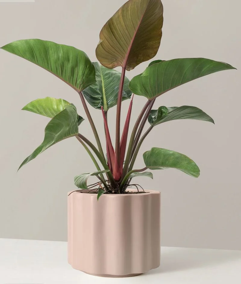 Philodendron