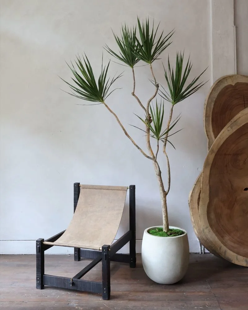 Dracaena