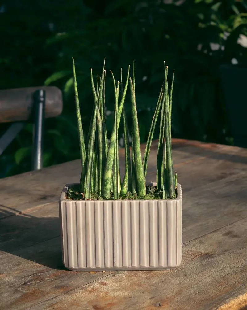 Snake Plant Cylindrica