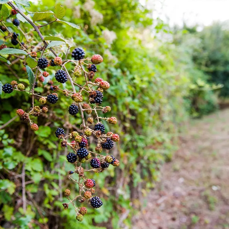 Blackberries